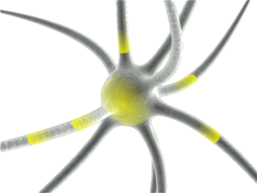 Neurón